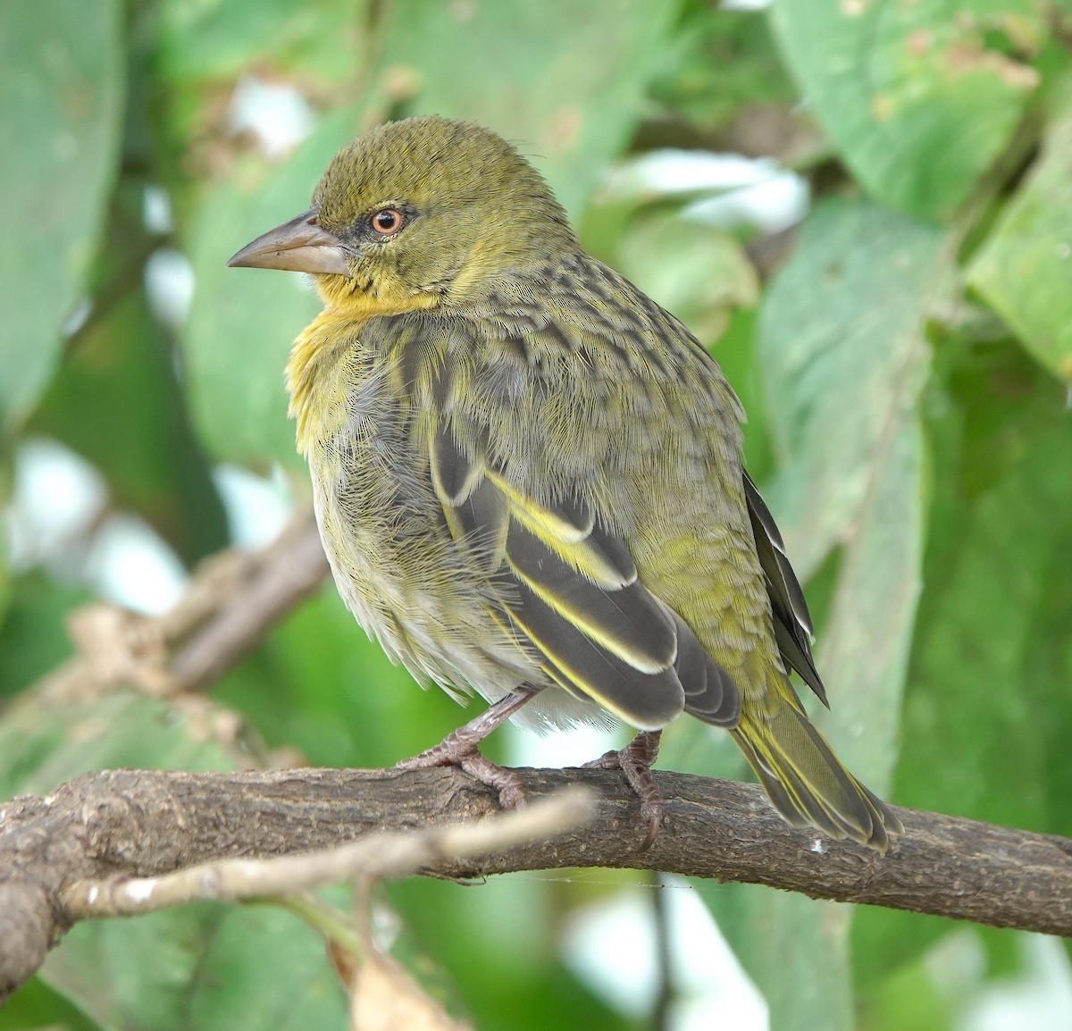 Speke's Weaver - ML622708741