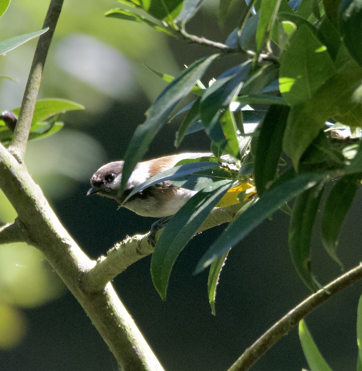 Chestnut-backed Chickadee - ML622708747