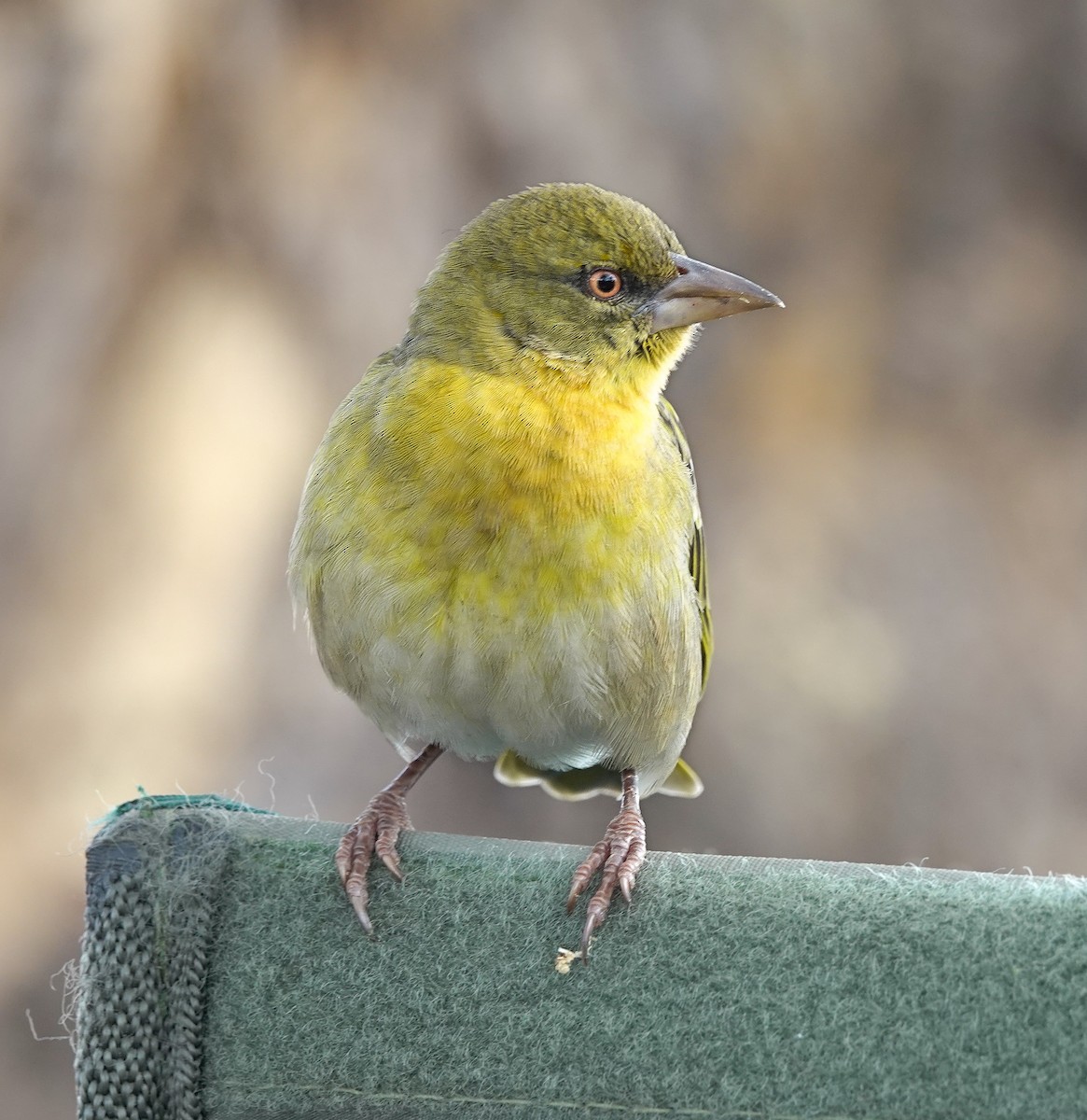 Speke's Weaver - ML622708748