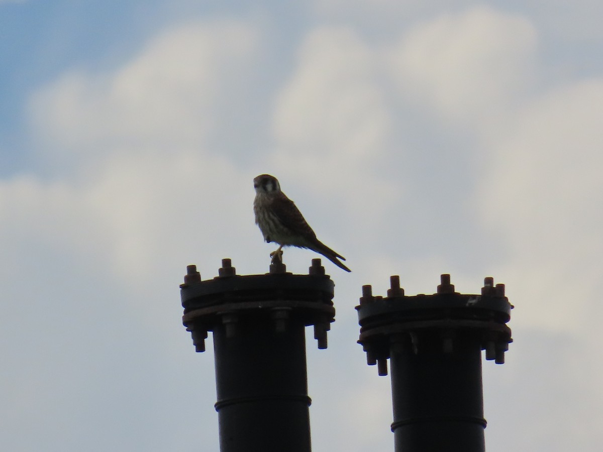 American Kestrel - ML622708759