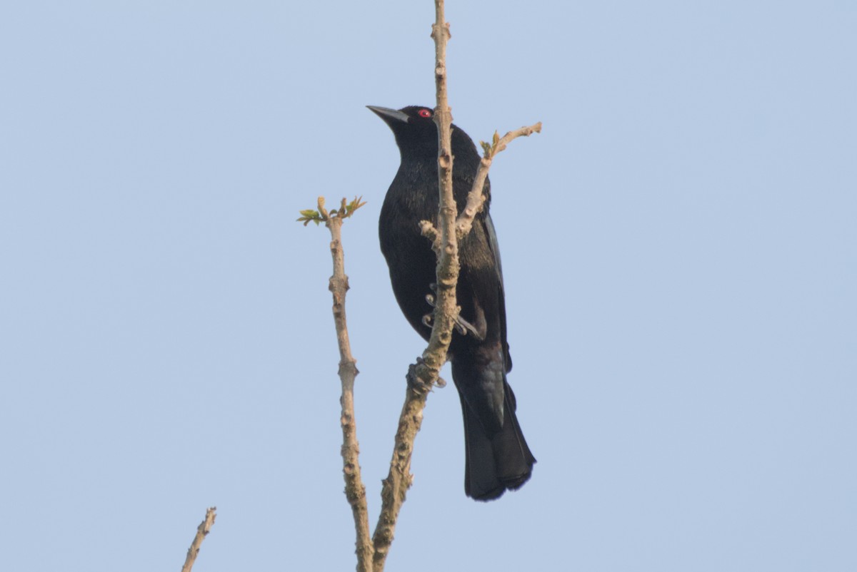 Bronzed Cowbird - ML622708760