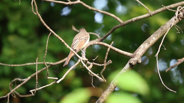 Great Crested Flycatcher - ML622708775