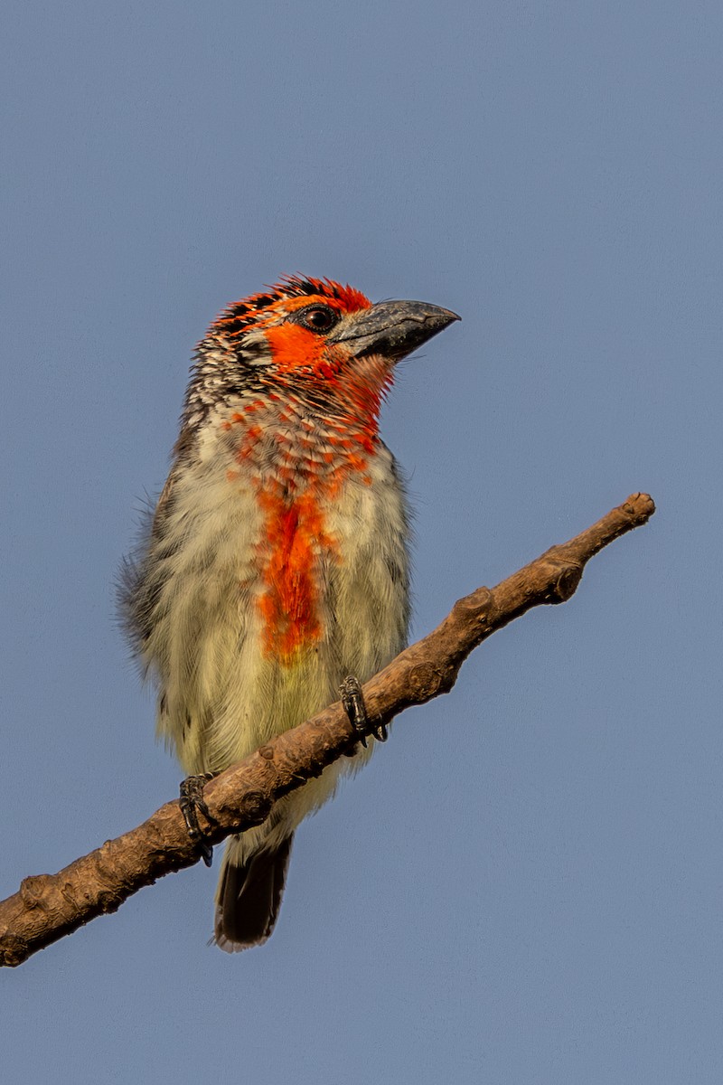 Vieillot's Barbet - ML622708803