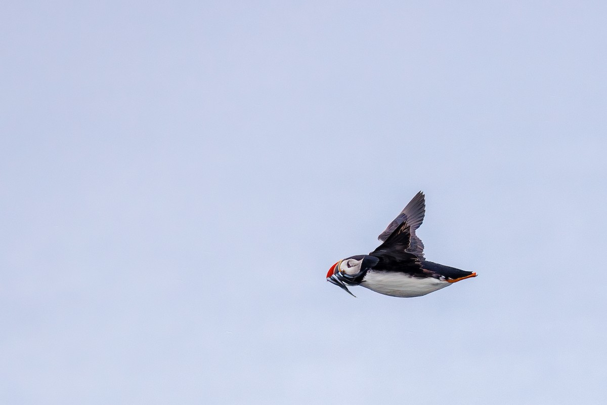 Atlantic Puffin - ML622708804