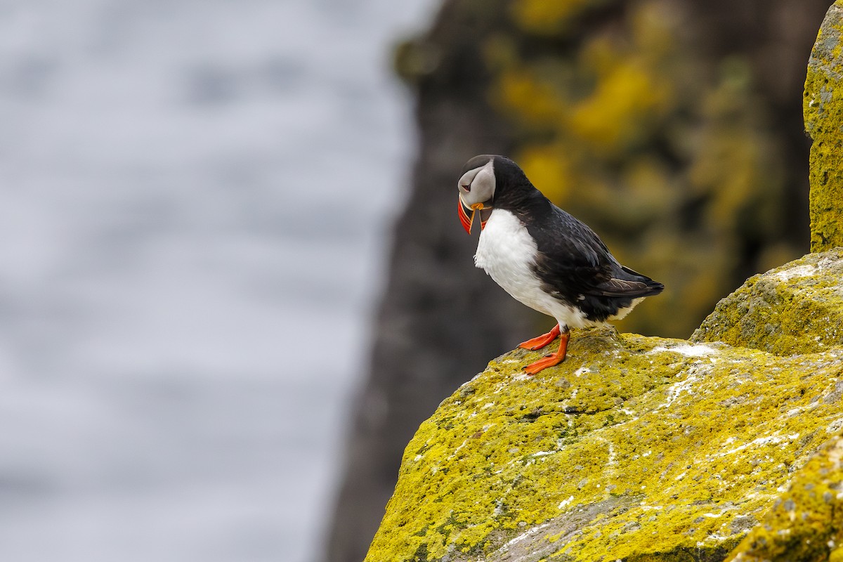 Atlantic Puffin - ML622708805