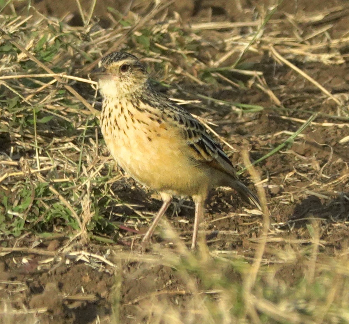 Rufous-naped Lark - ML622708827