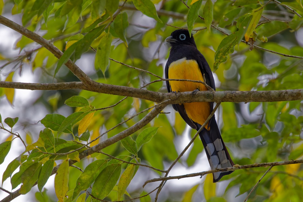 Black-headed Trogon - ML622708884