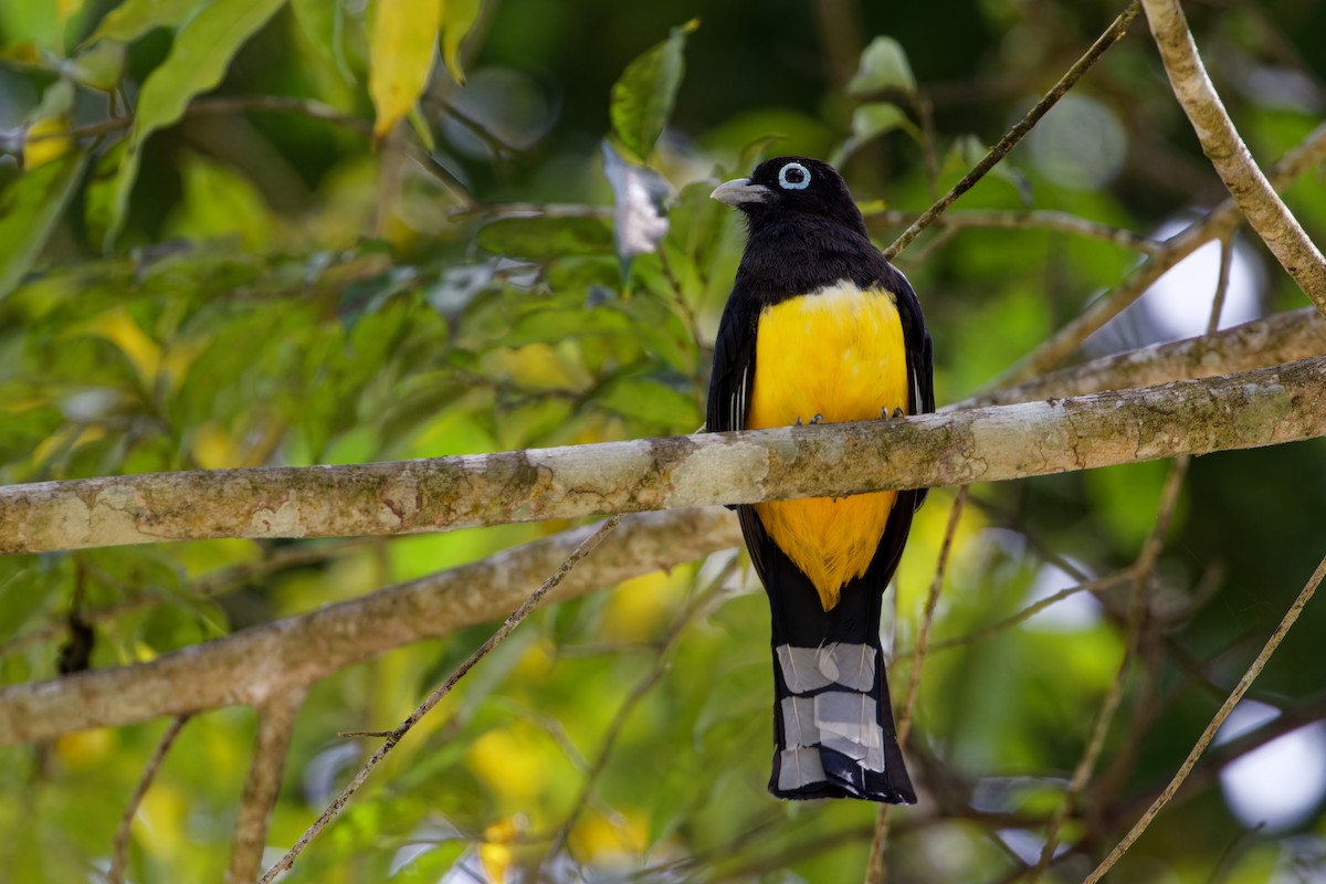 Black-headed Trogon - ML622708886