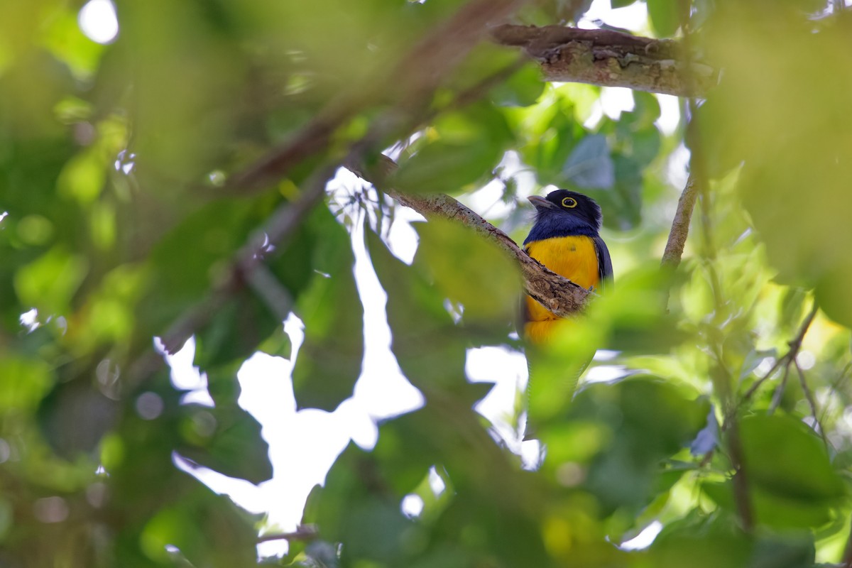 Black-headed Trogon - ML622708888