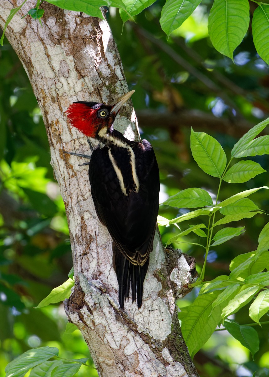 Pale-billed Woodpecker - ML622708906