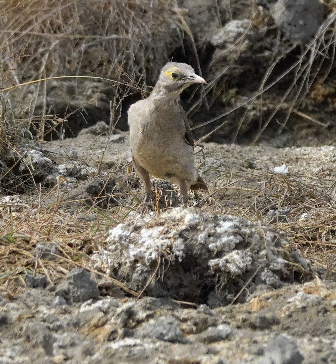 Wattled Starling - ML622708915