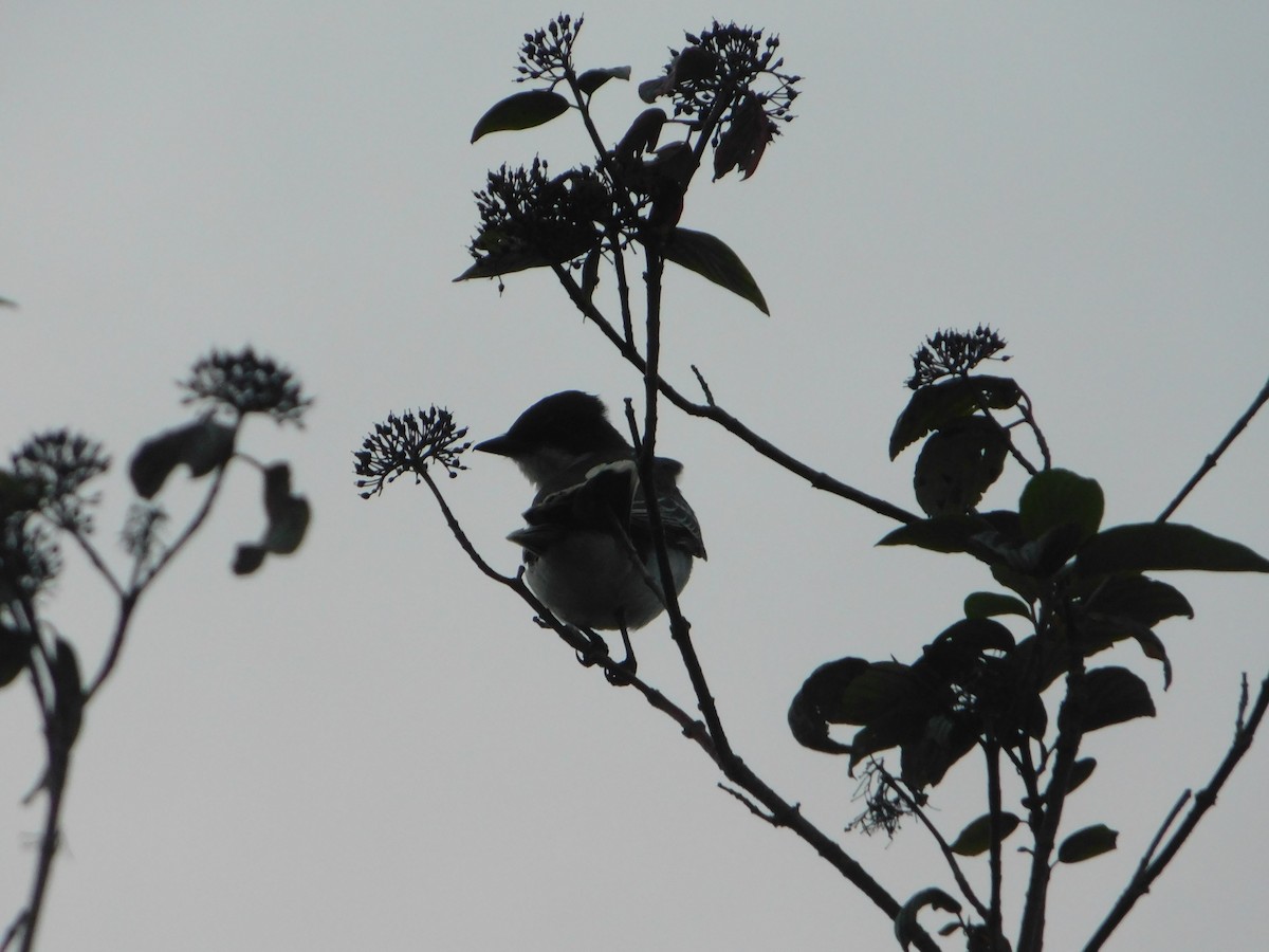 Eastern Kingbird - ML622708919