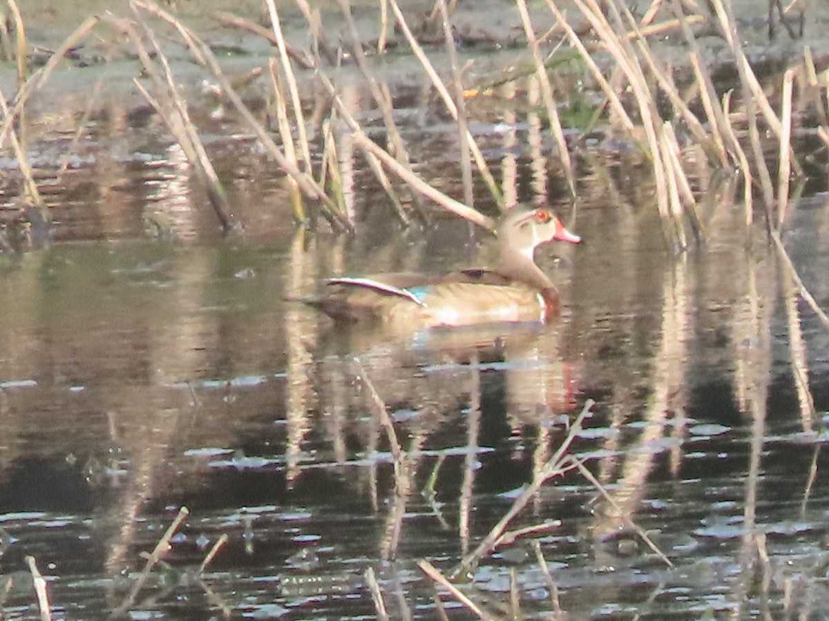 Wood Duck - ML622708932