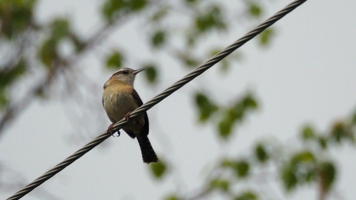 Carolina Wren - ML622708940