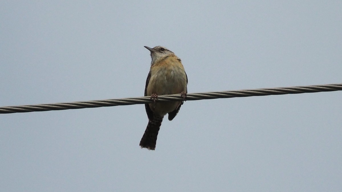 Carolina Wren - Ken MacDonald