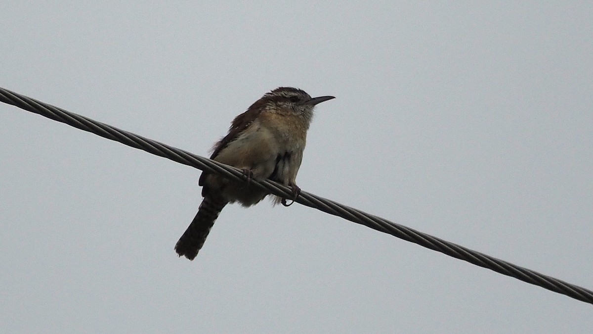 Carolina Wren - ML622708942