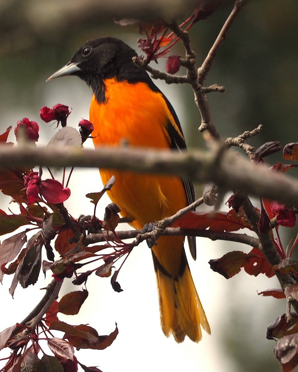 Baltimore Oriole - ML622708951