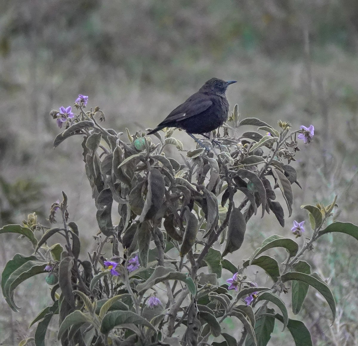 Northern Anteater-Chat - ML622708961