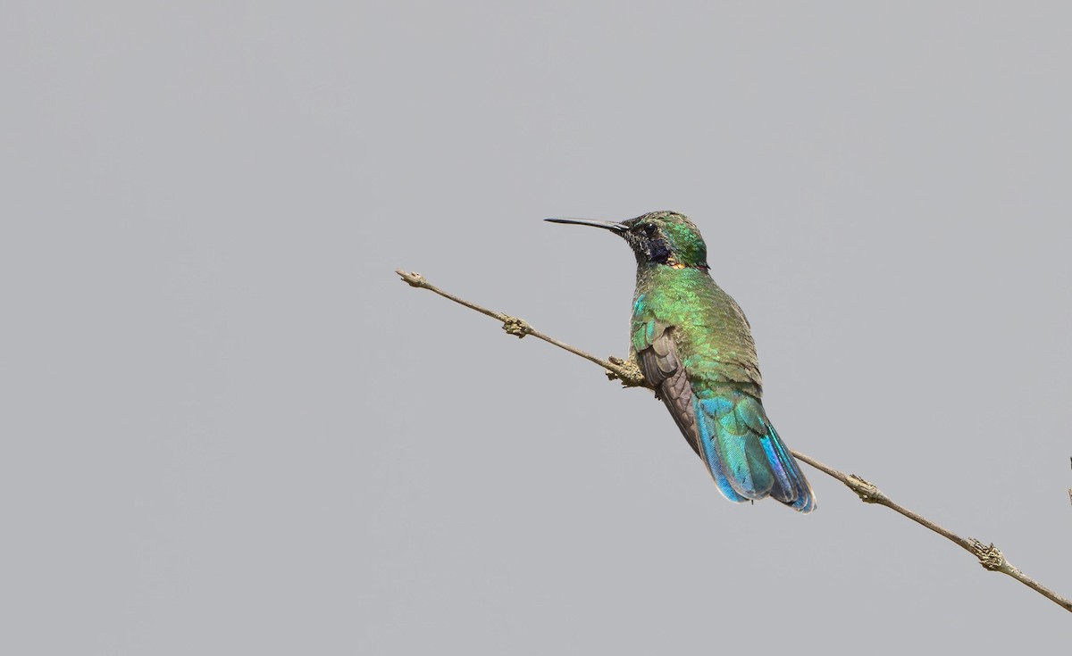 White-vented Violetear - ML622708977