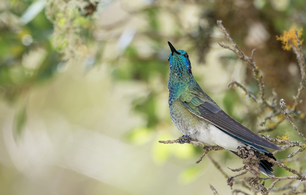 White-vented Violetear - ML622708980