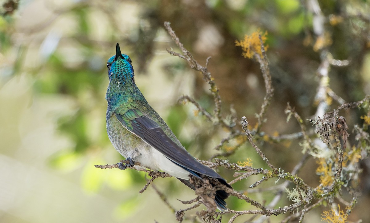 White-vented Violetear - ML622708981