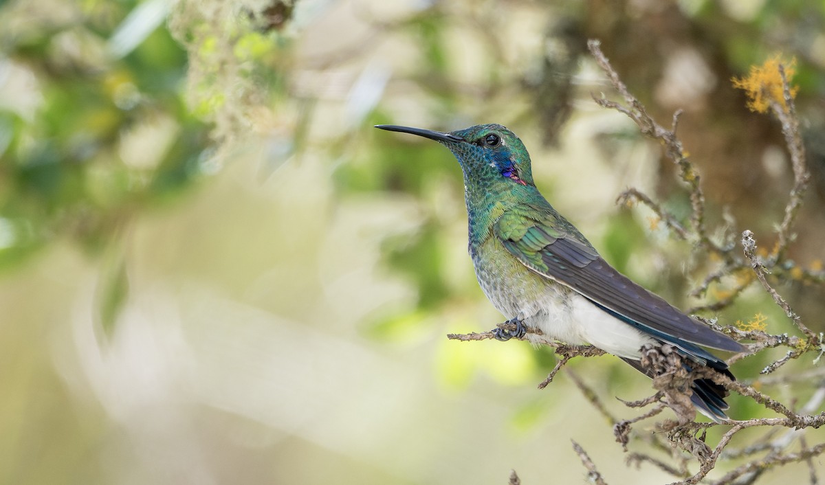 White-vented Violetear - ML622708982