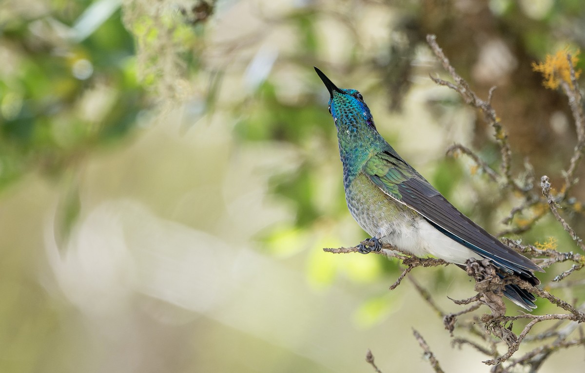 White-vented Violetear - ML622708983