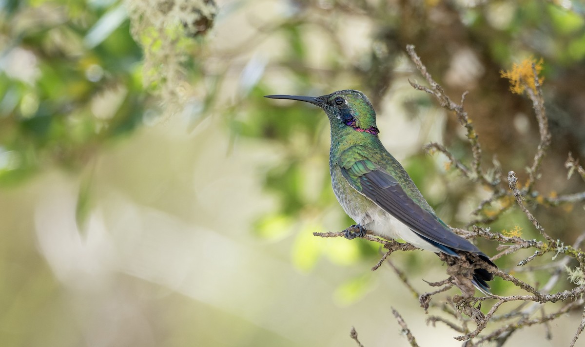 White-vented Violetear - ML622708984