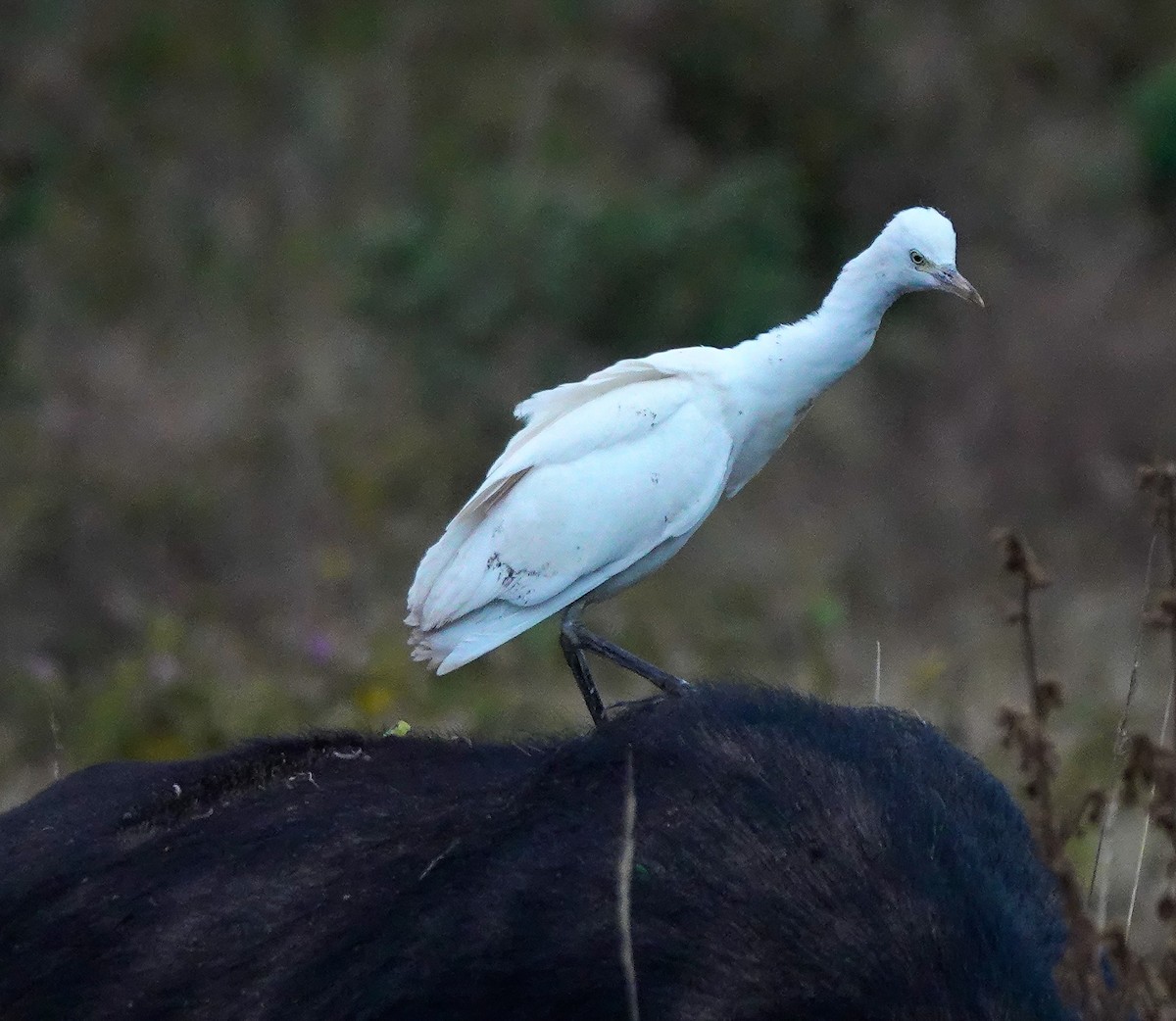 Western Cattle Egret - ML622709046