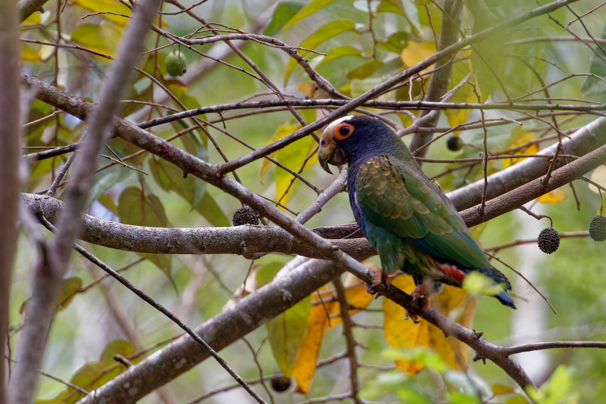 White-crowned Parrot - ML622709060