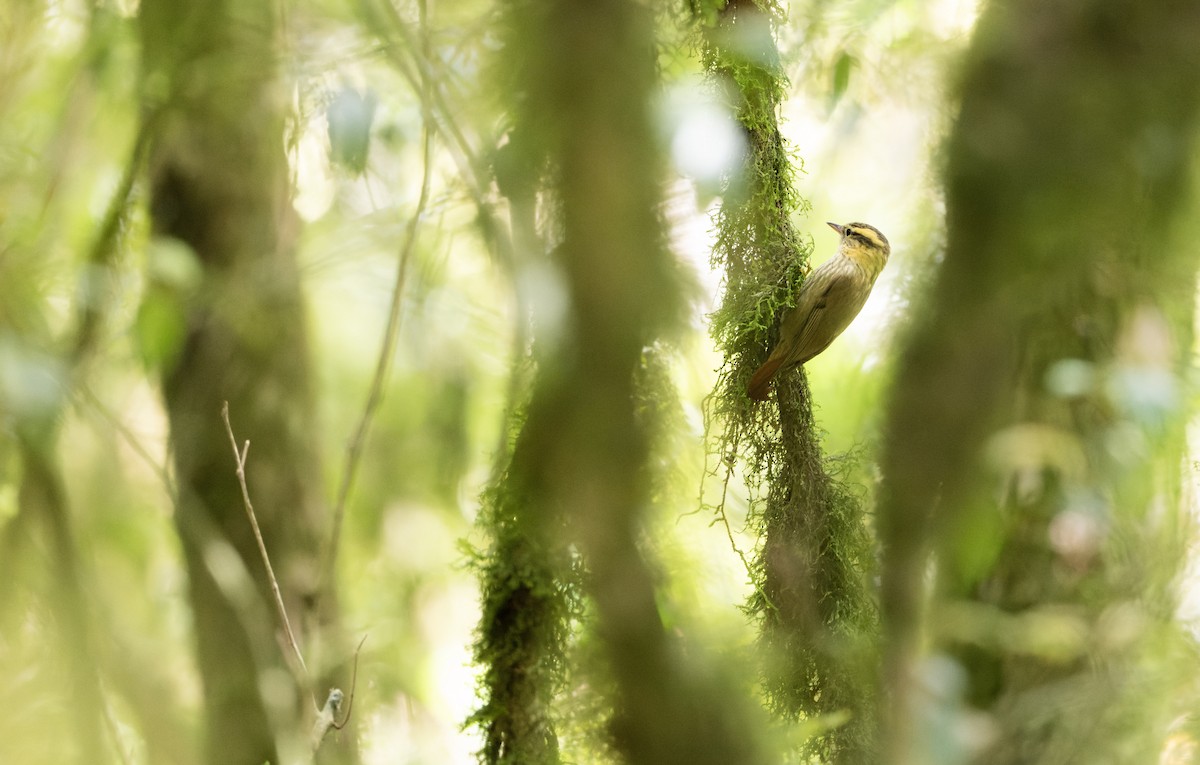 Sharp-billed Treehunter - ML622709068