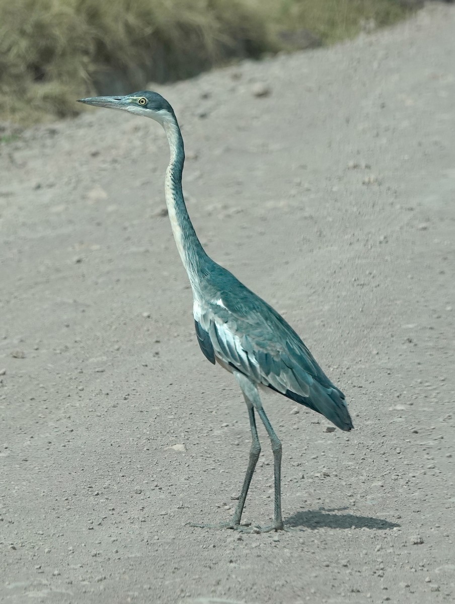 Black-headed Heron - ML622709079