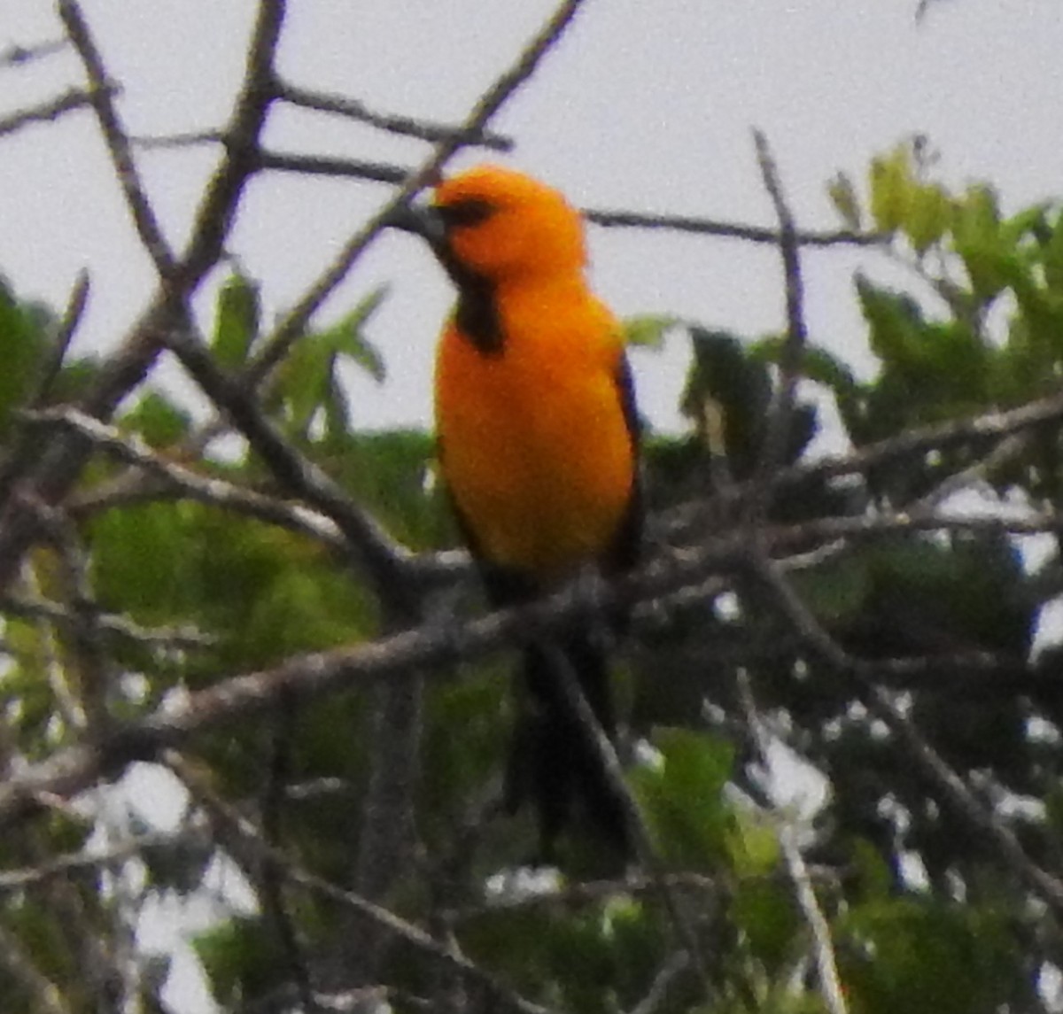 Yellow Oriole - ML622709121