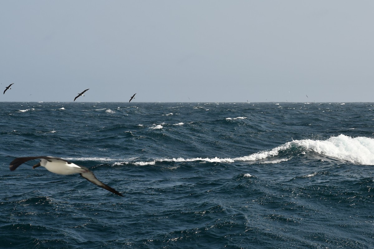 Atlantic Yellow-nosed Albatross - Timo Meissner