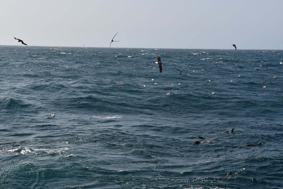 albatros pestrozobý - ML622709173