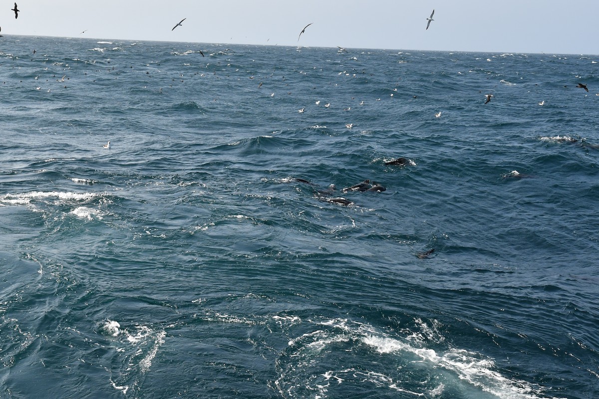 Atlantic Yellow-nosed Albatross - Timo Meissner