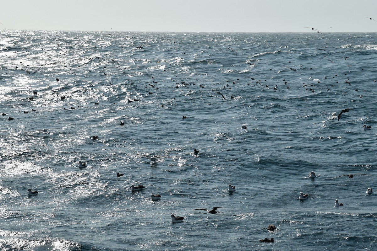 albatros pestrozobý - ML622709177