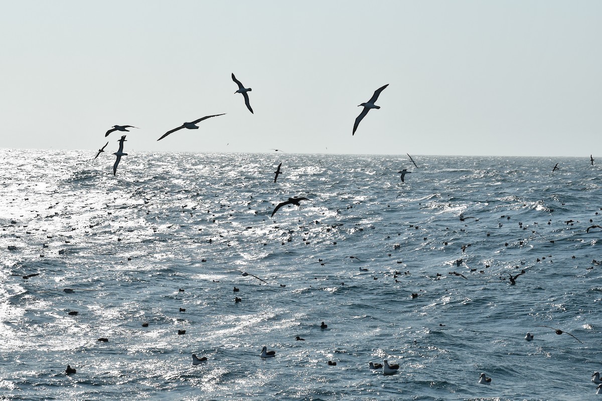 albatros pestrozobý - ML622709178