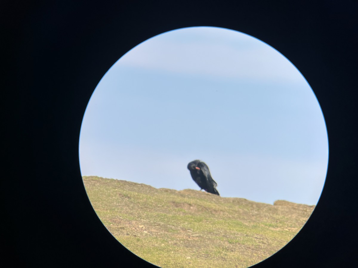 Red-billed Chough - ML622709180