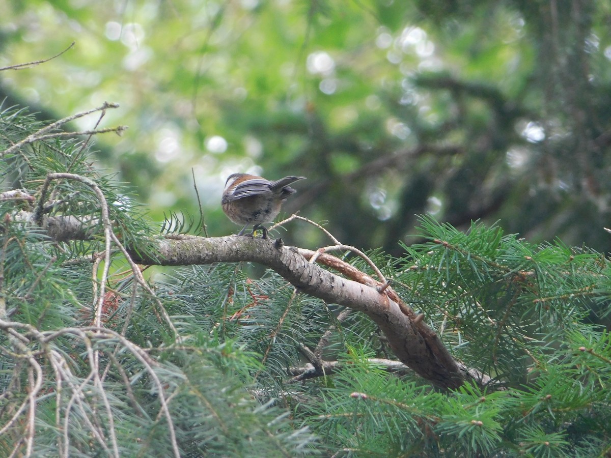 Mésange à dos marron - ML622709192