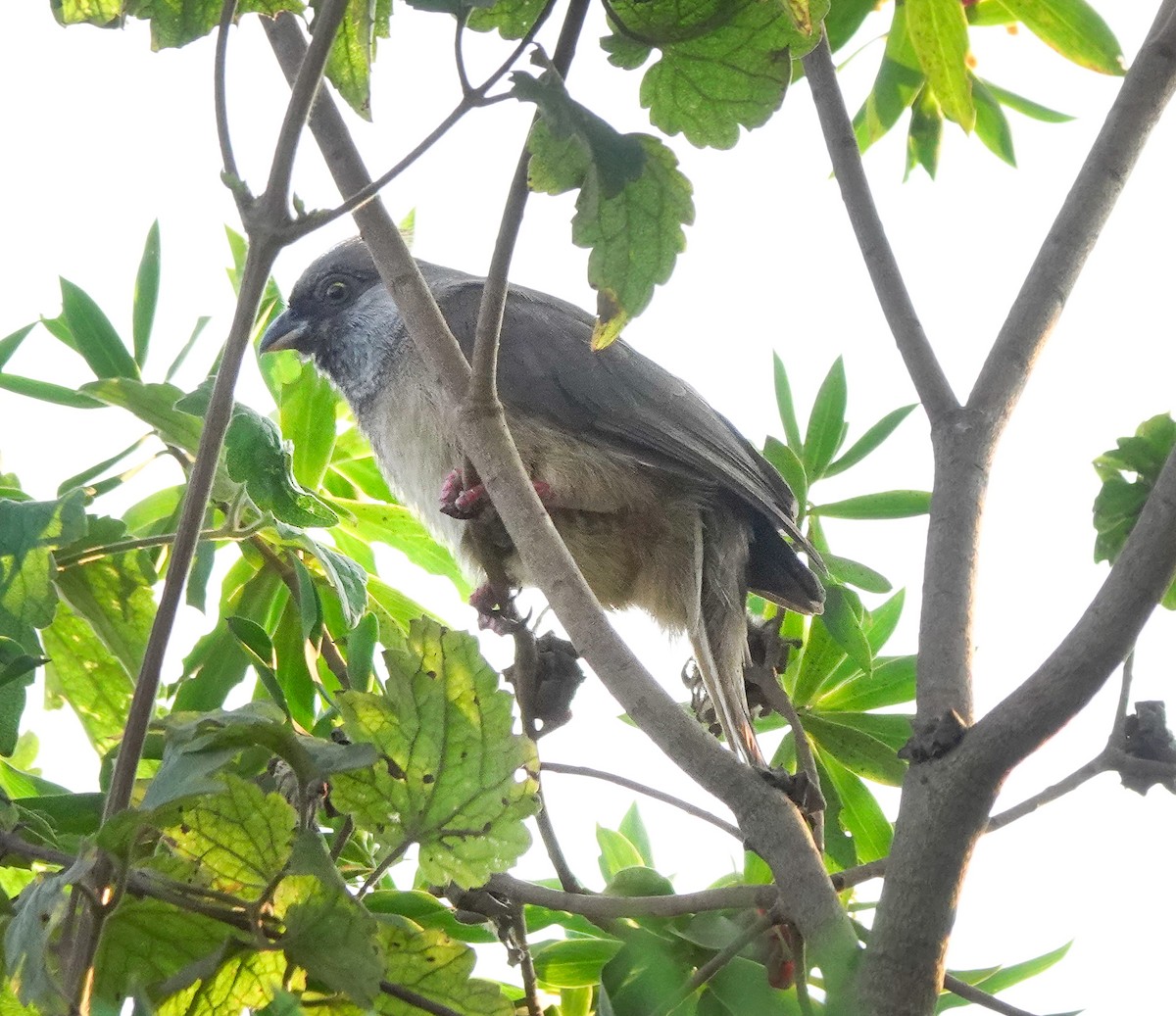 Speckled Mousebird - ML622709223