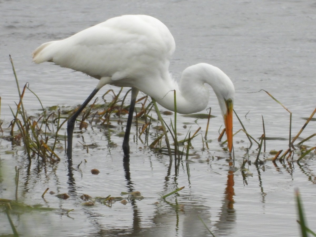 Great Egret - ML622709244