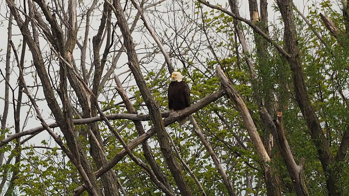 Bald Eagle - ML622709281