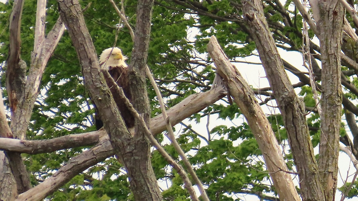 Bald Eagle - ML622709282