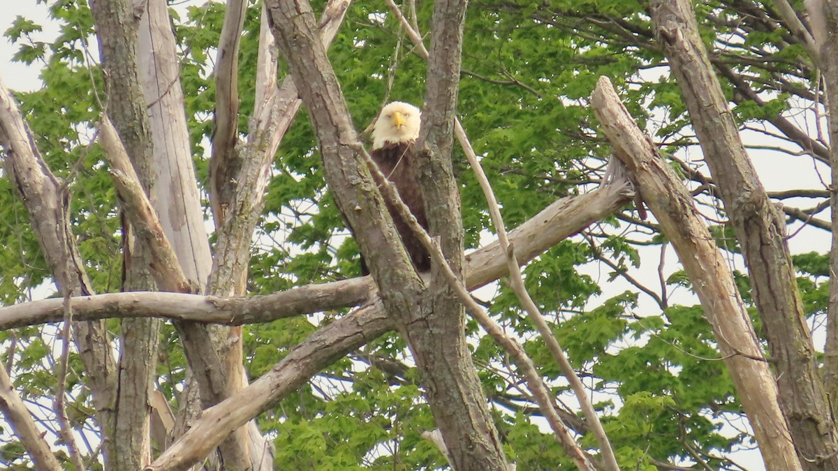 Bald Eagle - ML622709283