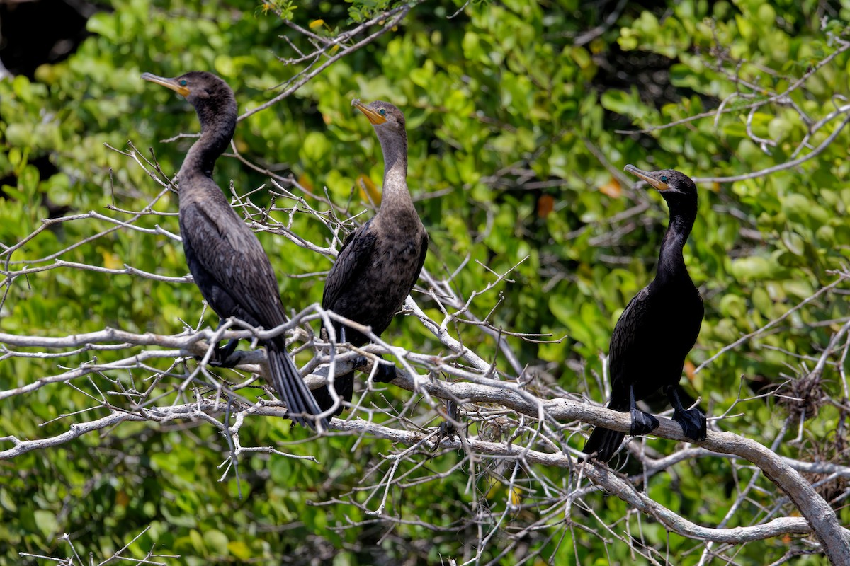 Neotropic Cormorant - Marie-Pierre Rainville