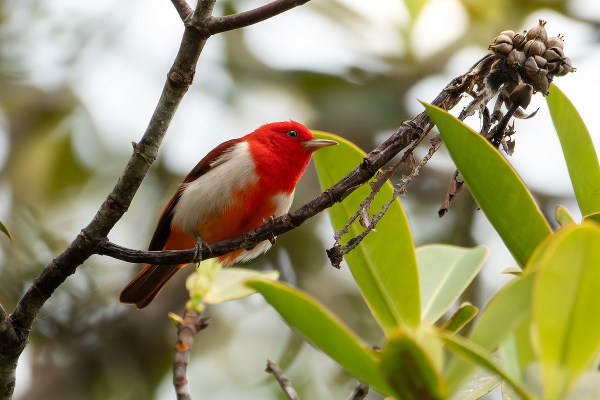 Scarlet-and-white Tanager - Nestor Monsalve (@birds.nestor)