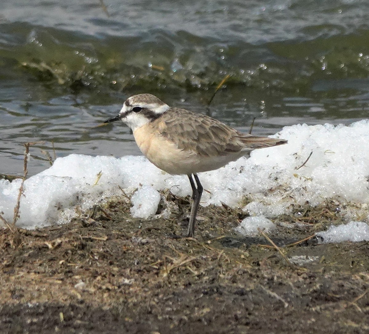 Kittlitz's Plover - ML622709379