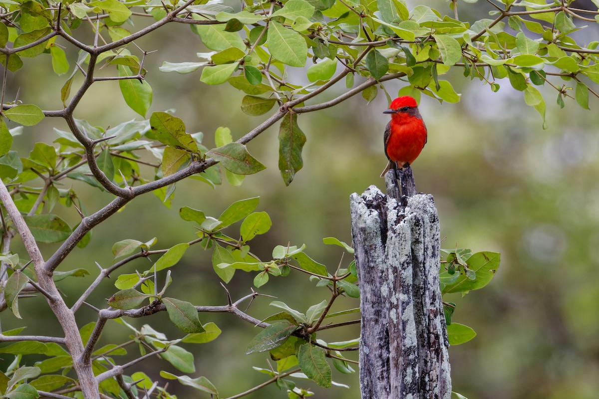 Mosquero Cardenal - ML622709399