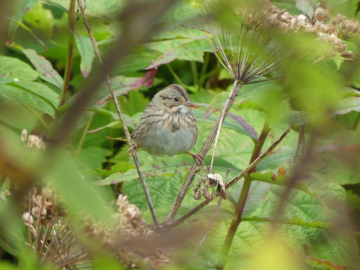 Lincoln's Sparrow - Gus van Vliet